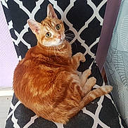 Mistigri a rejoint le concours — aidez-le/la à gagner de superbes lots ! cat, chair, cozy, curious, curtain, domestic_animal, feline, fur, home, indoor, leaf_pattern, looking_at_camera, orange_tabby, patterned_chair, pet, purple_wall, relaxed, resting, tail, whiskers