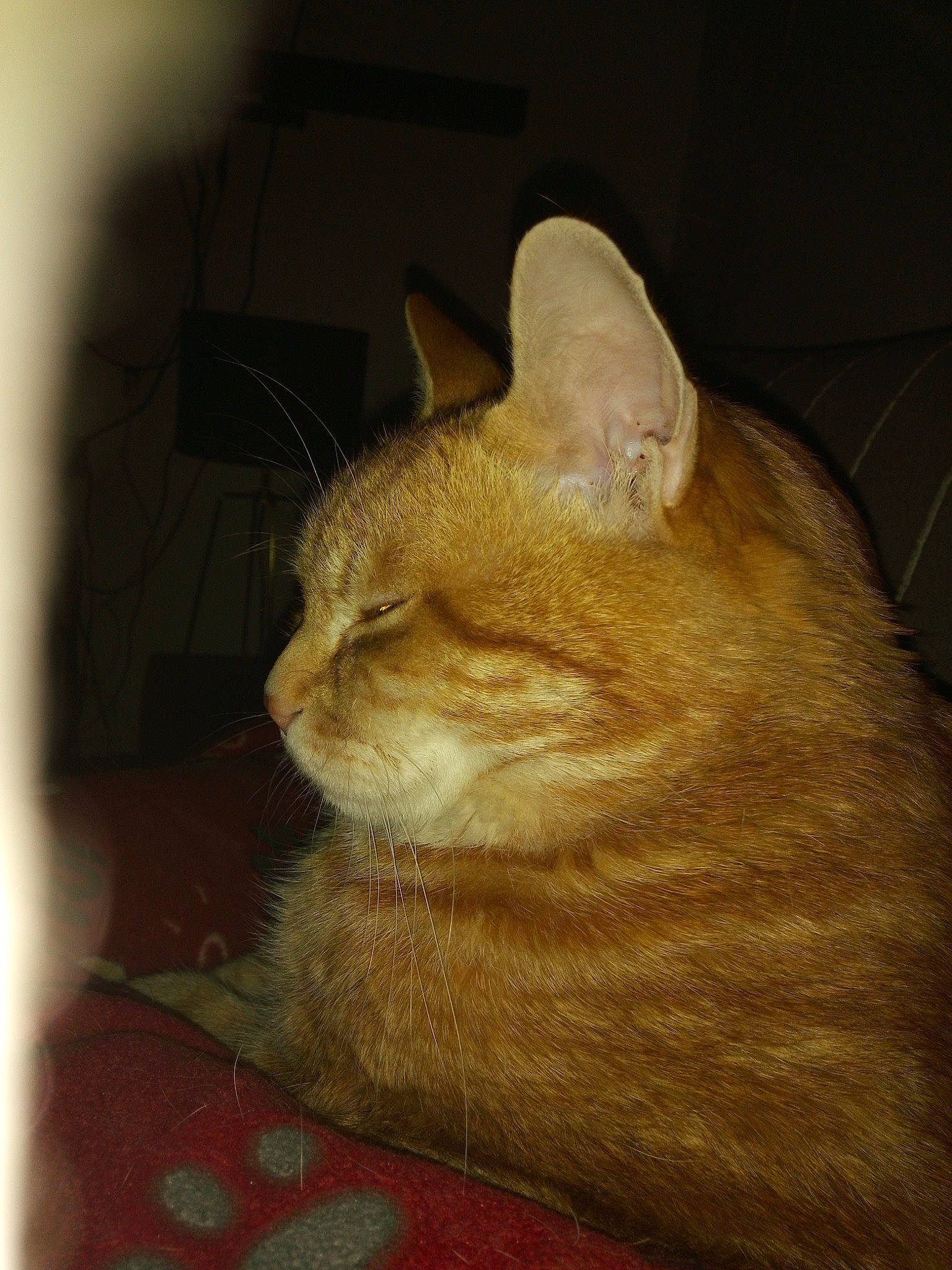 Mistigri a rejoint le concours — aidez-le/la à gagner de superbes lots ! carnivore, cat, cat_supply, comfort, domestic_short_haired_cat, fawn, felidae, flooring, fur, small_to_medium_sized_cats, snout, tail, terrestrial_animal, whiskers, window, wood