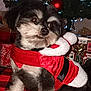 christmas_tree, cute, decorations, dog, festive, fur, gift, holiday, indoor, lights, nose, ornament, paw, pet, plaid, portrait, puppy, red, santa_costume, sitting