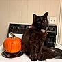 cat, black_cat, pumpkin, stove, kitchen, toaster, electric_stove, wall, electrical_outlet, orange, pet, fur, whiskers, yellow_eyes, countertop, appliance, autumn, indoor, domestic, portrait