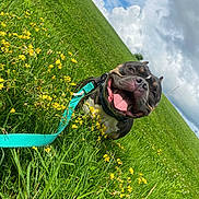 Emmet is registered to the contest to win money with this photo: dog, canine, pet, grass, field, yellow_flowers, wildflowers, leash, turquoise_leash, tongue_out, panting, happy, smiling_dog, closeup, muzzle, outdoors, sky, clouds, green_grass, nature