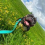 dog, canine, pet, grass, field, yellow_flowers, wildflowers, leash, turquoise_leash, tongue_out, panting, happy, smiling_dog, closeup, muzzle, outdoors, sky, clouds, green_grass, nature