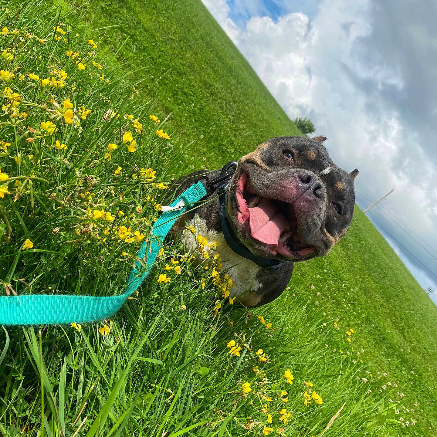 Emmet is registered to the contest to win money with this photo: canine, closeup, clouds, dog, field, grass, green_grass, happy, leash, muzzle, nature, outdoors, panting, pet, sky, smiling_dog, tongue_out, turquoise_leash, wildflowers, yellow_flowers