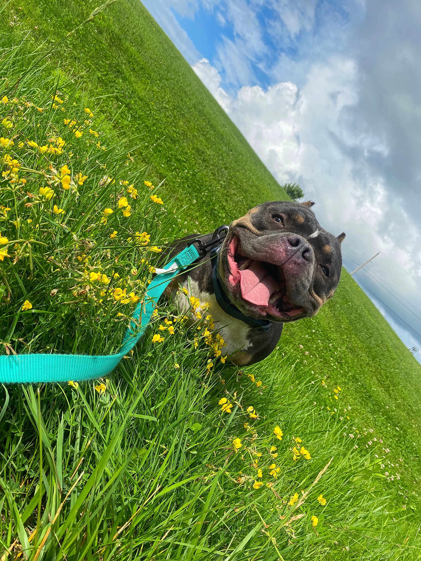 Emmet is registered to the contest to win money with this photo: dog, canine, pet, grass, field, yellow_flowers, wildflowers, leash, turquoise_leash, tongue_out, panting, happy, smiling_dog, closeup, muzzle, outdoors, sky, clouds, green_grass, nature