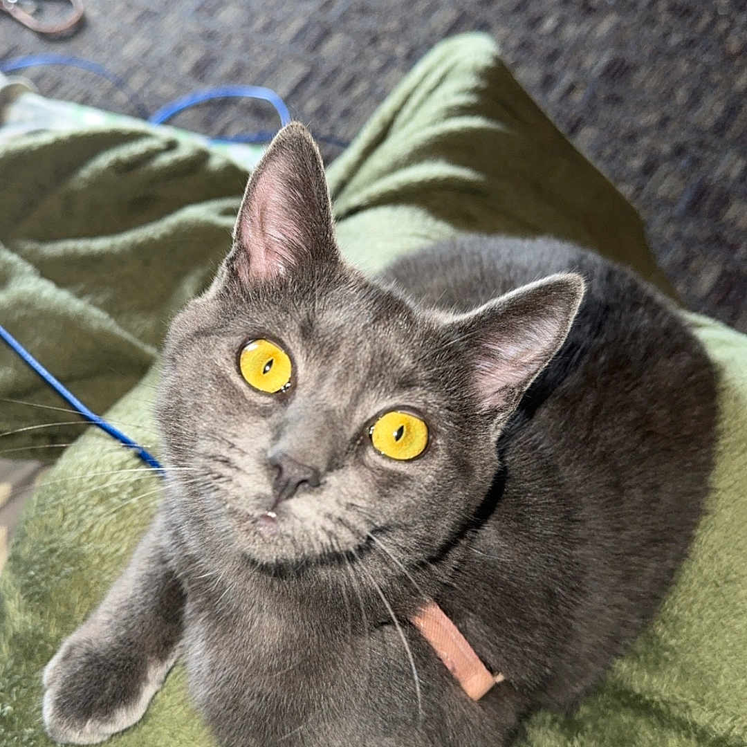 Phoebe joined the competition — help win amazing prizes! abyssinian, accessories, animal, blanket, cat, couch, face, furniture, head, homedecor, indoors, kitten, leash, manx, person, pet, photography, slate, sleeping, strap