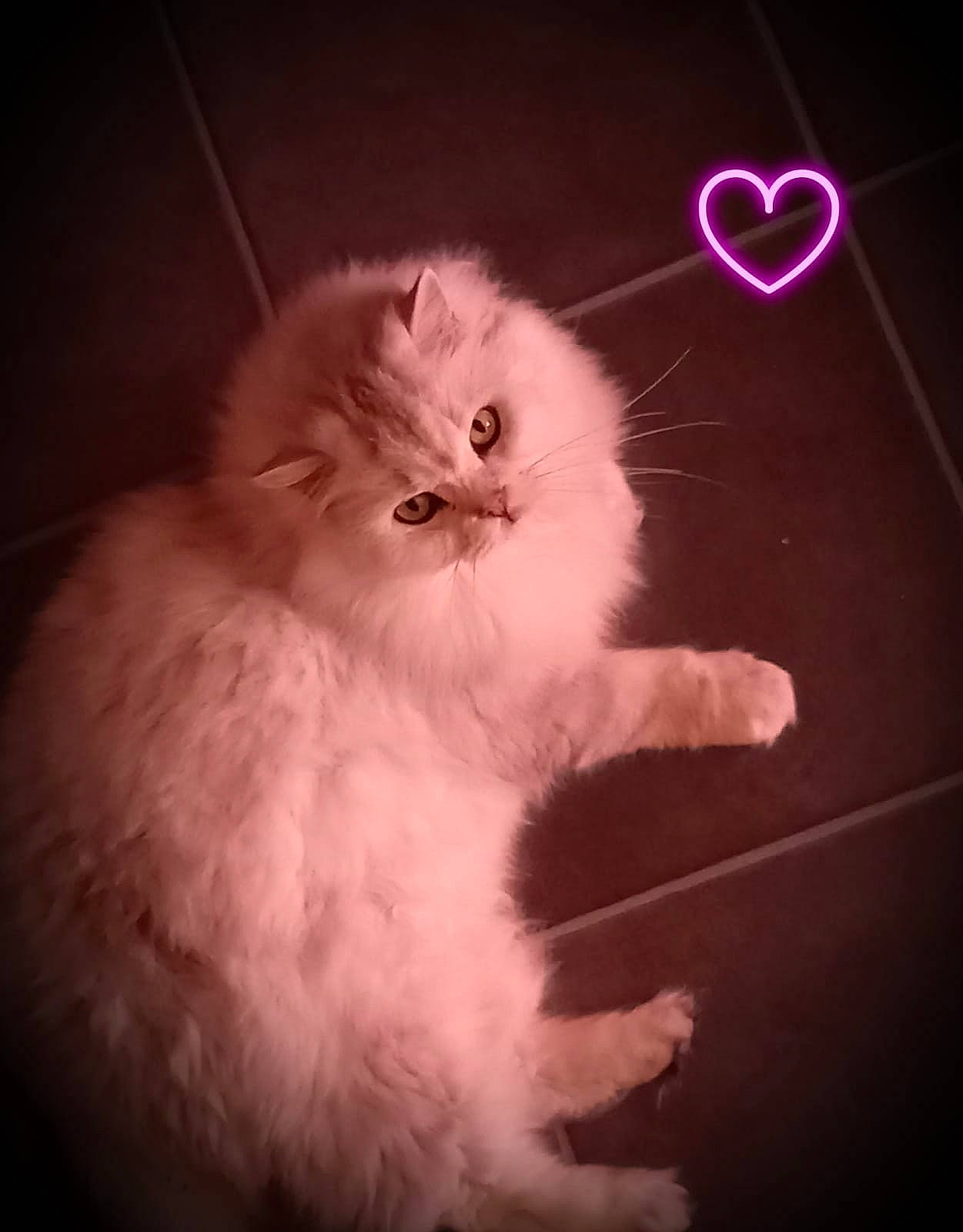 Iwok a rejoint le concours — aidez-le/la à gagner de superbes lots ! carnivore, cat, darkness, electric_blue, felidae, font, fur, gesture, magenta, paw, photo_caption, small_to_medium_sized_cats, snout, tail, terrestrial_animal, vertebrate, whiskers