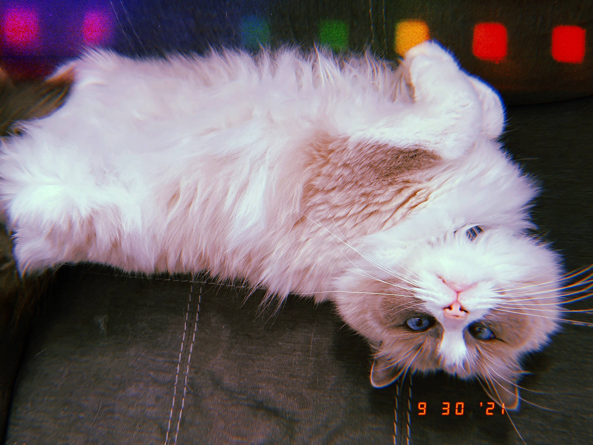 Cheshire is registered to the contest to win money with this photo: canidae, carnivore, cat, claw, companion_dog, dog_breed, ear, event, fawn, felidae, fur, paw, photo_caption, plant, small_to_medium_sized_cats, snout, tail, whiskers