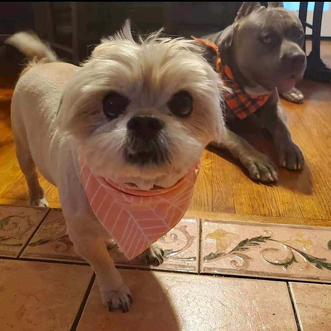 Mojo is registered to the contest to win money with this photo: dog, pets, bandana, floor, wooden_floor, tile, indoor, small_dog, large_dog, brown_dog, cute, animal, companions, looking_at_camera, resting, domestic, household, fur, paw, portrait