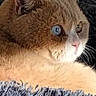 cat, ginger_cat, white_cat, pet, animal, feline, close_up, portrait, blue_eyes, wide_eyed, whiskers, ears, fur, fluffy, lying_down, blanket, indoor, cozy, cute, phone_screenshot