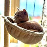 cat, feline, pet, animal, hammock, cat_tree, scratching_post, indoors, window, sunlight, relaxed, lounging, sleeping, fur, whiskers, ears, portrait, cozy, home, natural_light