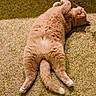 cat, orange_cat, fluffy, furry, pet, animal, carpet, indoor, lying_down, sprawled, relaxed, playful, tail, paws, whiskers, face, portrait, funny, home, closeup