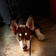 Lily joined the competition — help win amazing prizes! dog, puppy, husky, brown_and_white, pointy_ears, face, eyes, muzzle, paw, lying_down, resting, tile_floor, indoor, pet, close_up, portrait, shadows, warm_lighting, floor_texture, cute_expression