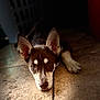dog, puppy, husky, brown_and_white, pointy_ears, face, eyes, muzzle, paw, lying_down, resting, tile_floor, indoor, pet, close_up, portrait, shadows, warm_lighting, floor_texture, cute_expression