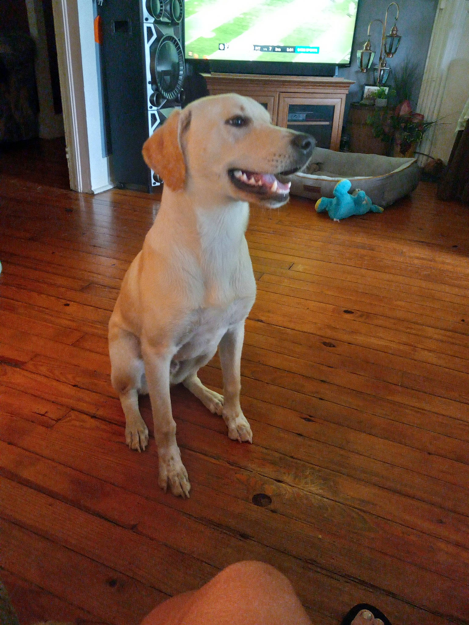 B.j is registered to the contest to win money with this photo: carnivore, companion_dog, dog, dog_breed, dog_supply, fawn, floor, flooring, hardwood, laminate_flooring, pet_supply, plank, retriever, tail, varnish, whiskers, wood, wood_flooring, wood_stain, working_animal