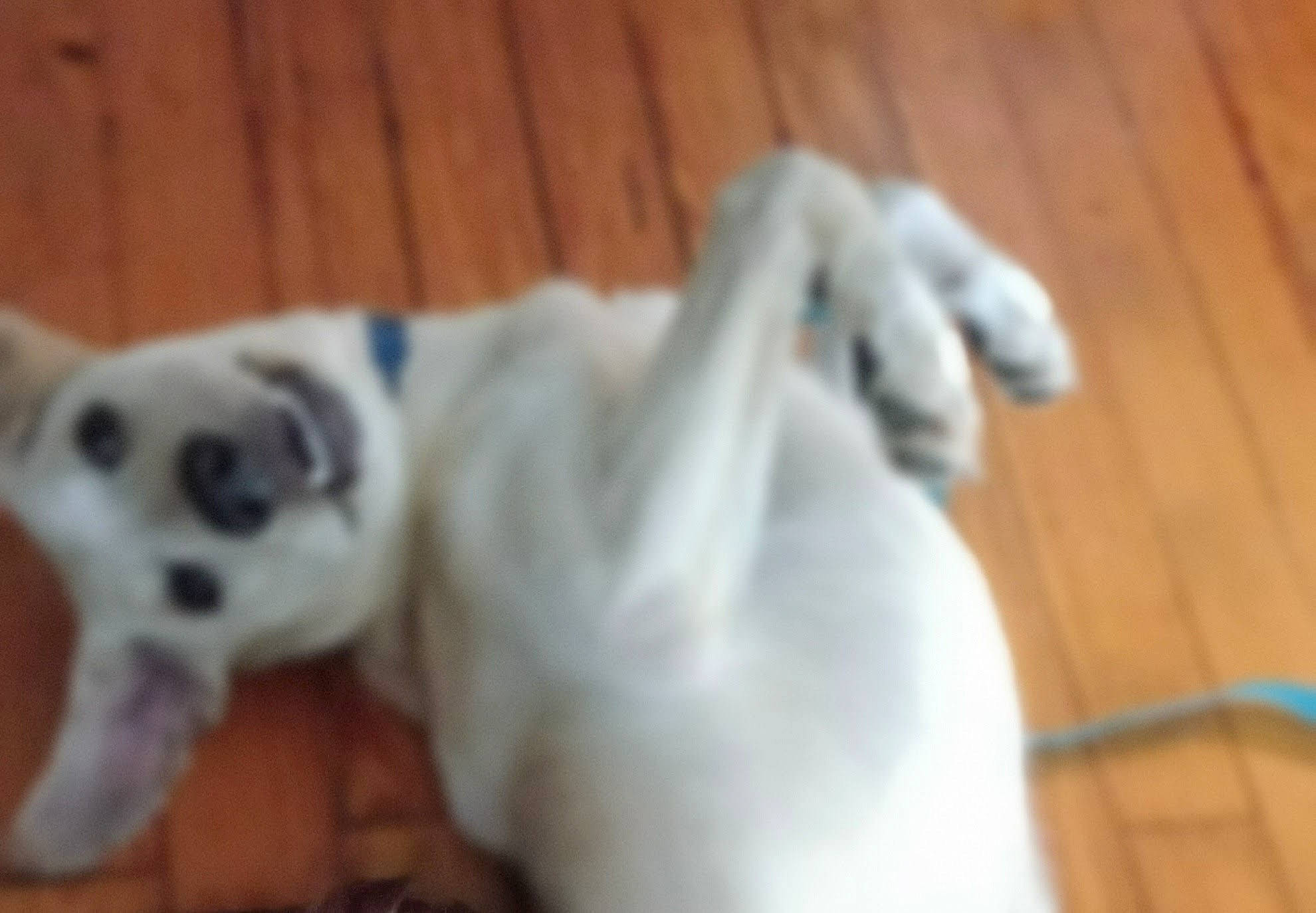 B.j joined the competition — help win amazing prizes! carnivore, companion_dog, dog, dog_breed, fawn, felidae, flooring, fur, hardwood, paw, plank, sporting_group, tail, terrestrial_animal, toy_dog, varnish, whiskers, wood, wood_stain, working_animal