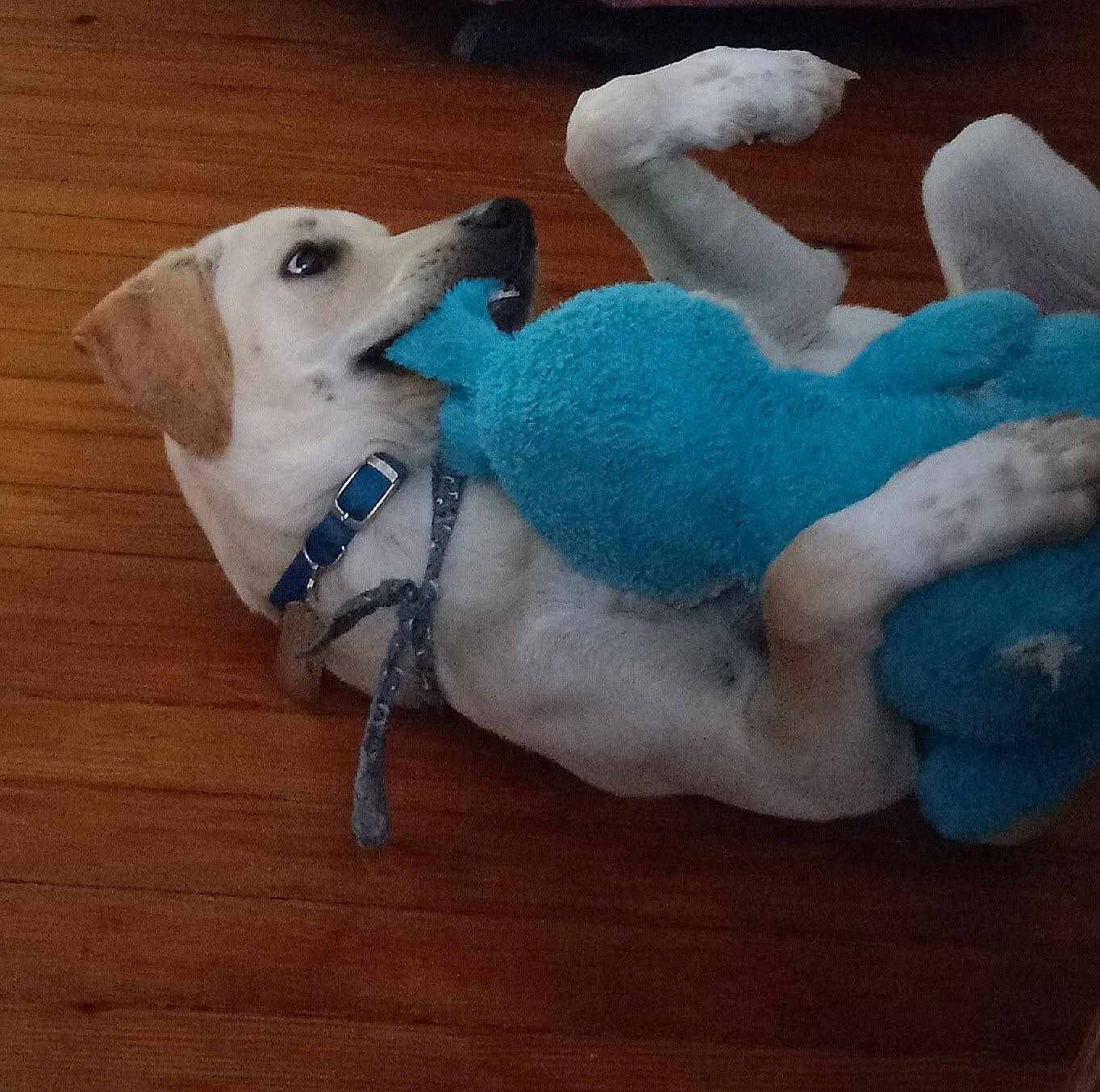 B.j joined the competition — help win amazing prizes! canidae, carnivore, collar, companion_dog, dog, dog_breed, dog_clothes, dog_supply, electric_blue, fawn, paw, pet_supply, plush, snout, sporting_group, stuffed_toy, tail, toy, wood, working_animal