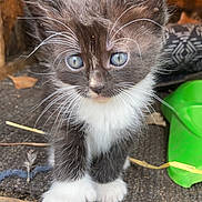 Oreo is registered to the contest to win money with this photo: adorable, animal, black_and_white, blue_eyes, cat, close_up, curious, cute, fur, kitten, mammal, nature, outdoor, paws, pet, playful, portrait, small, whiskers, young