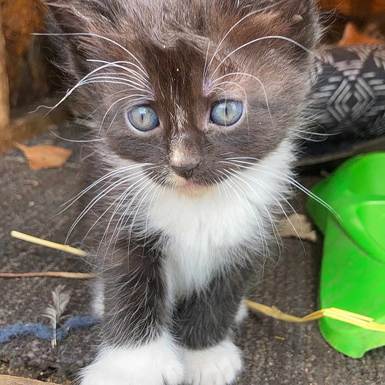 Oreo