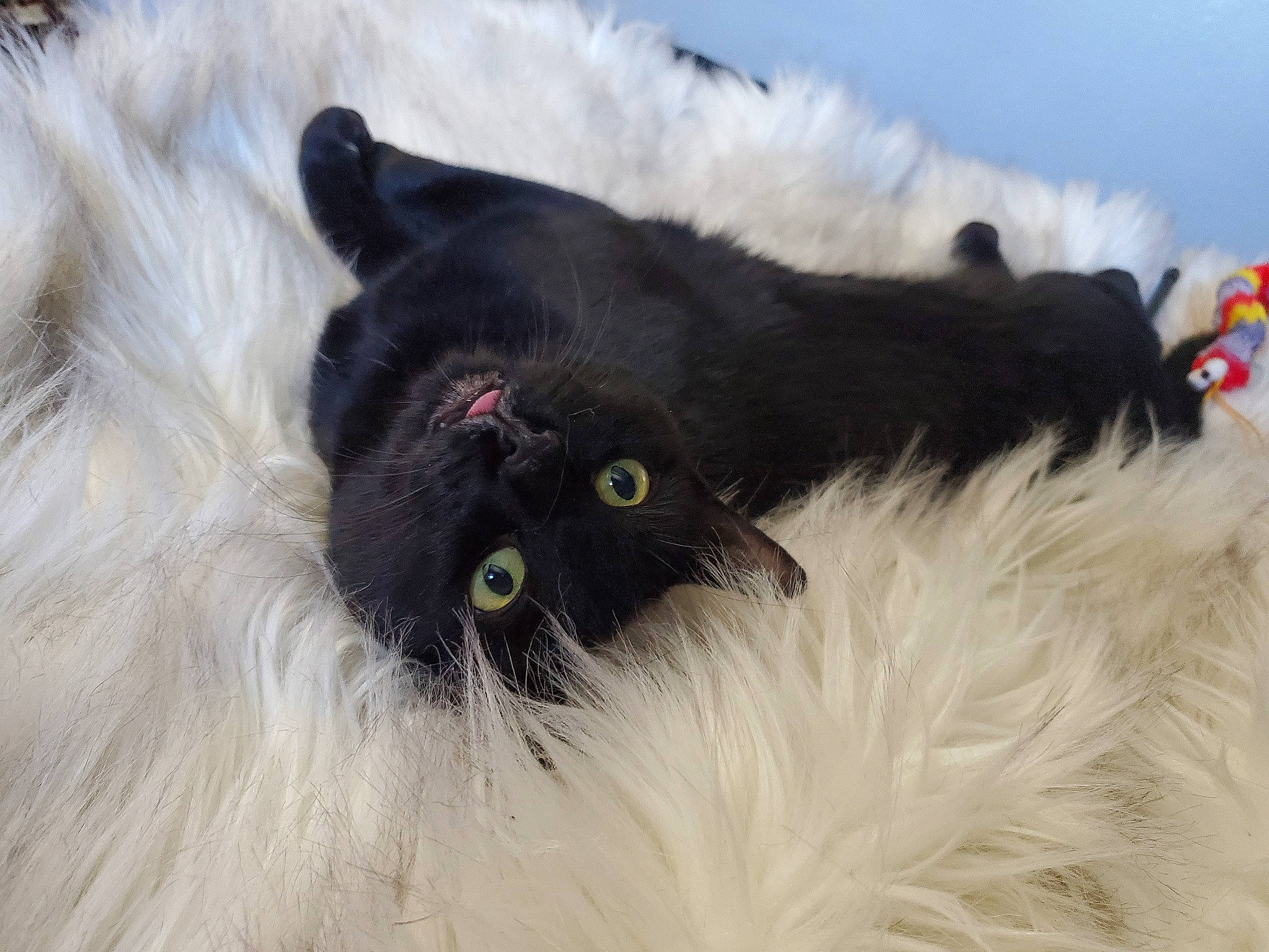 Bettie joined the competition — help win amazing prizes! black_cat, british_longhair, carnivore, cat, dog_breed, felidae, fur, natural_material, paw, sky, small_to_medium_sized_cats, snout, tail, whiskers