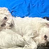 dog, white_dog, fluffy, curly_fur, pet, snuggling, resting, blanket, blue_blanket, black_blanket, indoor, cute, sleepy, animal, companion, fur, mammal, closeup, laying_down, relaxed
