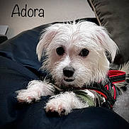 Adora joined the competition — help win amazing prizes! dog, white_dog, small_dog, pet, fluffy, fur, harness, cushion, indoor, close_up, cute, animal, paw, face, looking, resting, domestic_animal, companion, adorable, canine