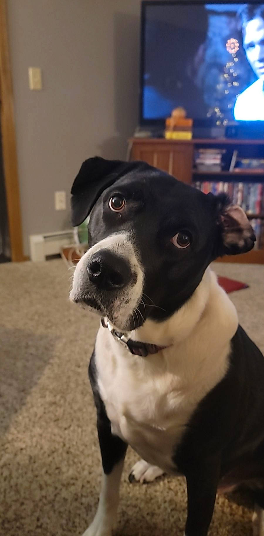 Novah joined the competition — help win amazing prizes! boston_terrier, canidae, carnivore, collar, companion_dog, dog, dog_breed, dog_collar, fawn, fur, non_sporting_group, personal_protective_equipment, picture_frame, shelf, snout, sporting_group, television, whiskers, working_animal, working_dog