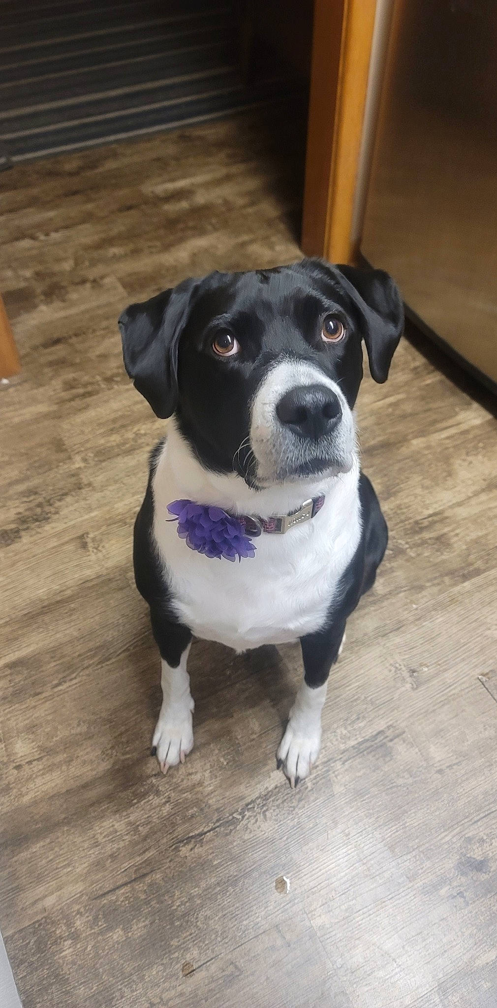 Novah is registered to the contest to win money with this photo: canidae, carnivore, collar, companion_dog, dog, dog_breed, dog_collar, fawn, fur, hardwood, pet_supply, plank, snout, sporting_group, varnish, whiskers, wood, wood_flooring, wood_stain, working_animal