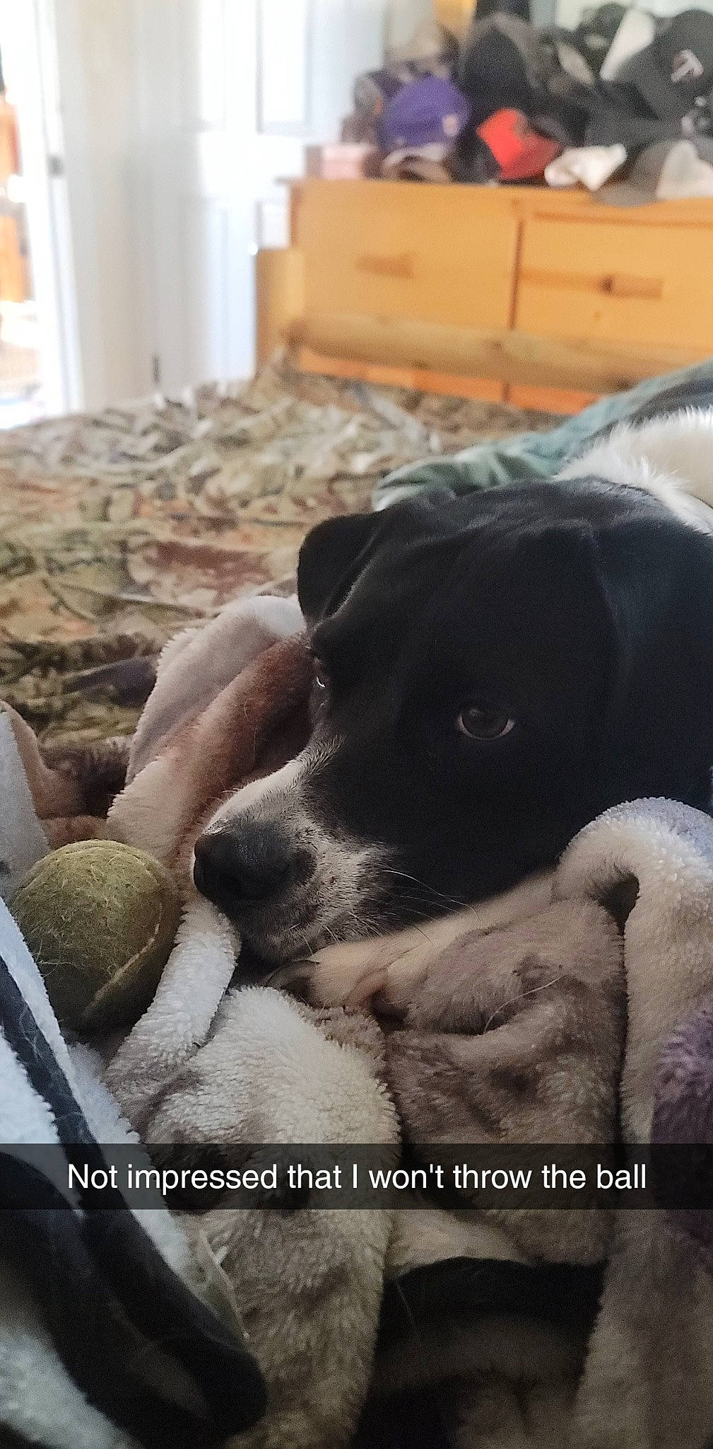 Novah joined the competition — help win amazing prizes! carnivore, comfort, companion_dog, dog, dog_breed, door, flooring, fur, hardwood, paw, puppy_love, snout, sporting_group, tints_and_shades, whiskers, wood, working_animal