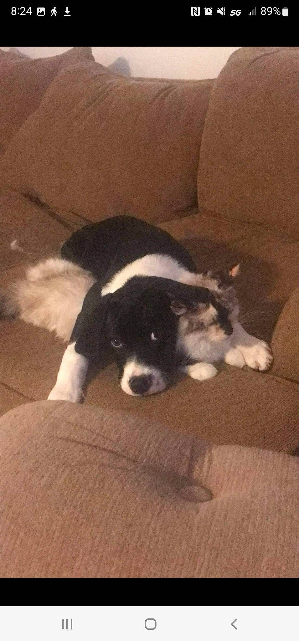 Novah is registered to the contest to win money with this photo: border_collie, bored, carnivore, cloud, comfort, companion_dog, couch, dog, dog_breed, flooring, fur, hardwood, paw, sky, sporting_group, tail, terrestrial_animal, tints_and_shades, wood, working_animal