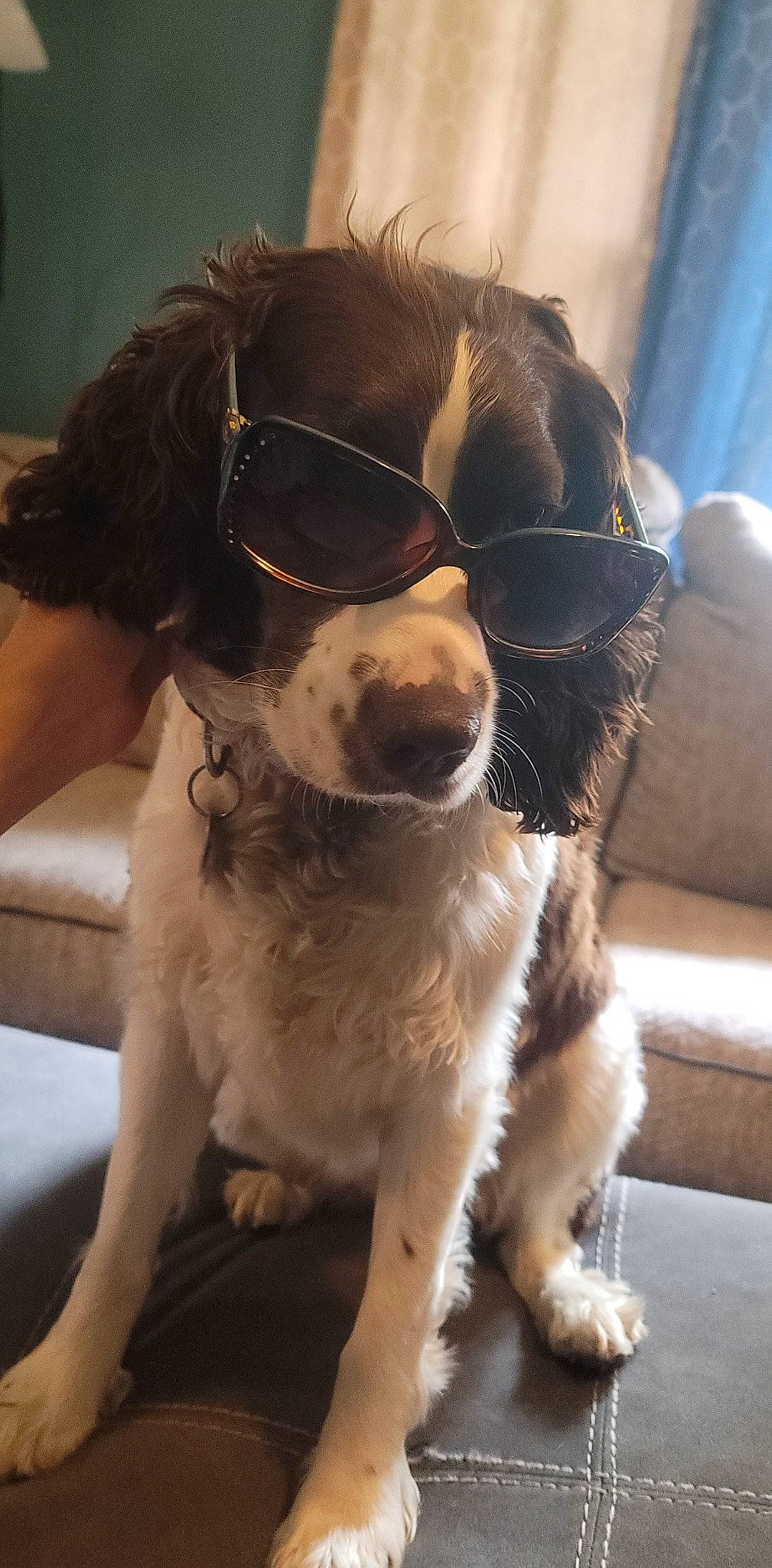Mia joined the competition — help win amazing prizes! canidae, carnivore, collar, companion_dog, dog, dog_breed, dog_collar, eyewear, fawn, fur, goggles, gun_dog, liver, snout, spaniel, sporting_group, sunglasses, whiskers, working_animal, working_dog