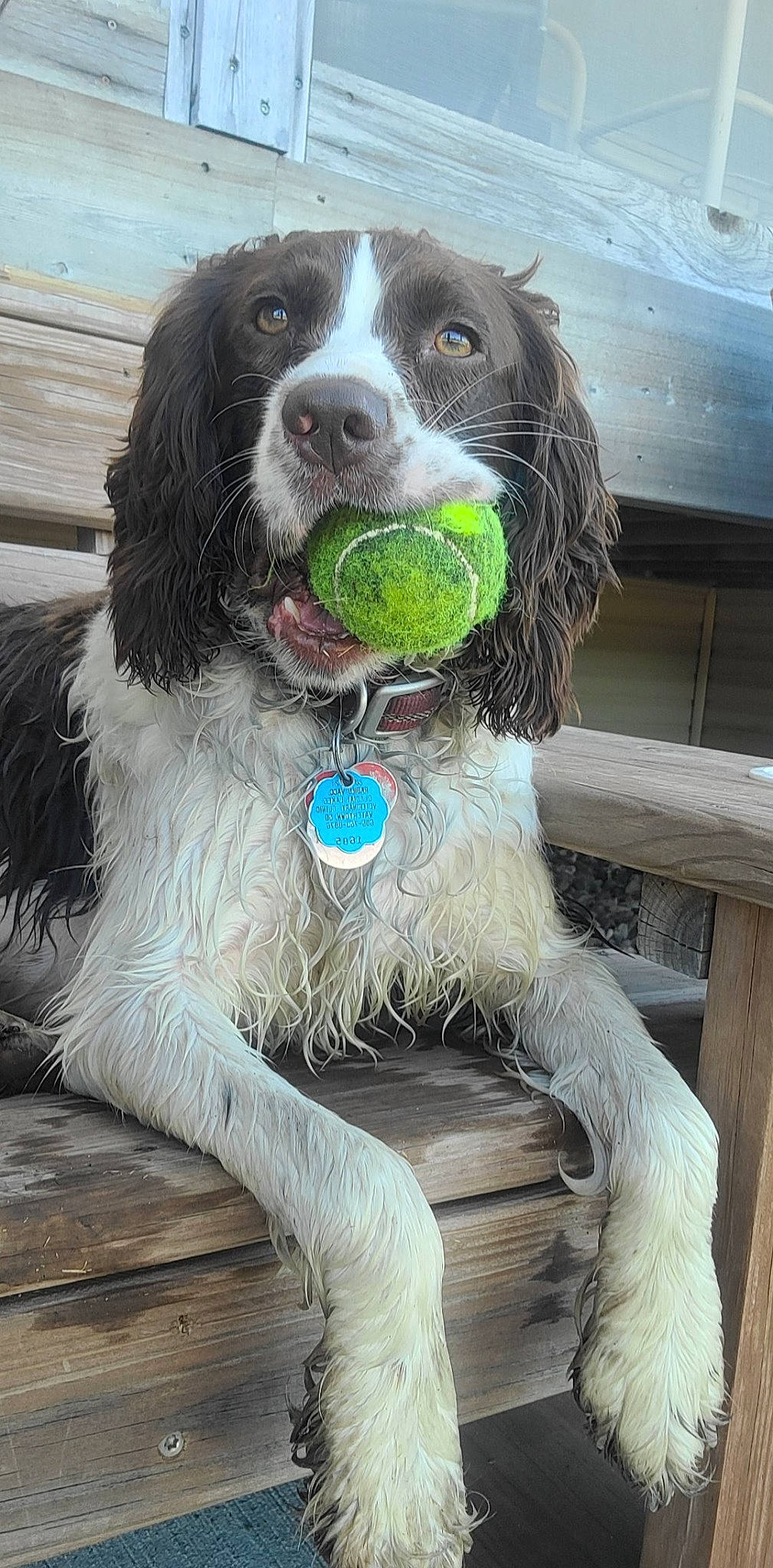 Mia is registered to the contest to win money with this photo: canidae, carnivore, collar, companion_dog, dog, dog_breed, dog_collar, dog_supply, fur, gun_dog, hunting_dog, liver, snout, spaniel, sporting_group, st_bernard, welsh_springer_spaniel, working_animal, working_dog