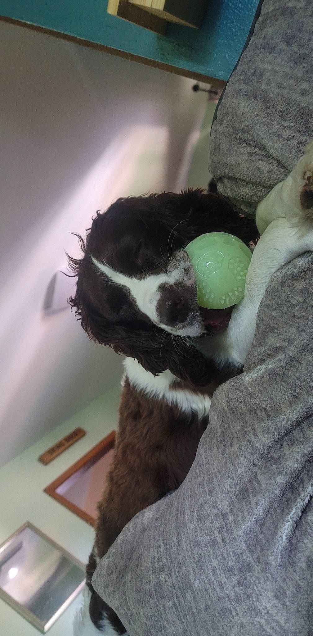 Mia joined the competition — help win amazing prizes! border_collie, canidae, carnivore, claw, comfort, companion_dog, dog_breed, felidae, fur, human_leg, non_sporting_group, paw, puppy, small_to_medium_sized_cats, sporting_group, tail, terrestrial_animal, whiskers, wood, working_animal