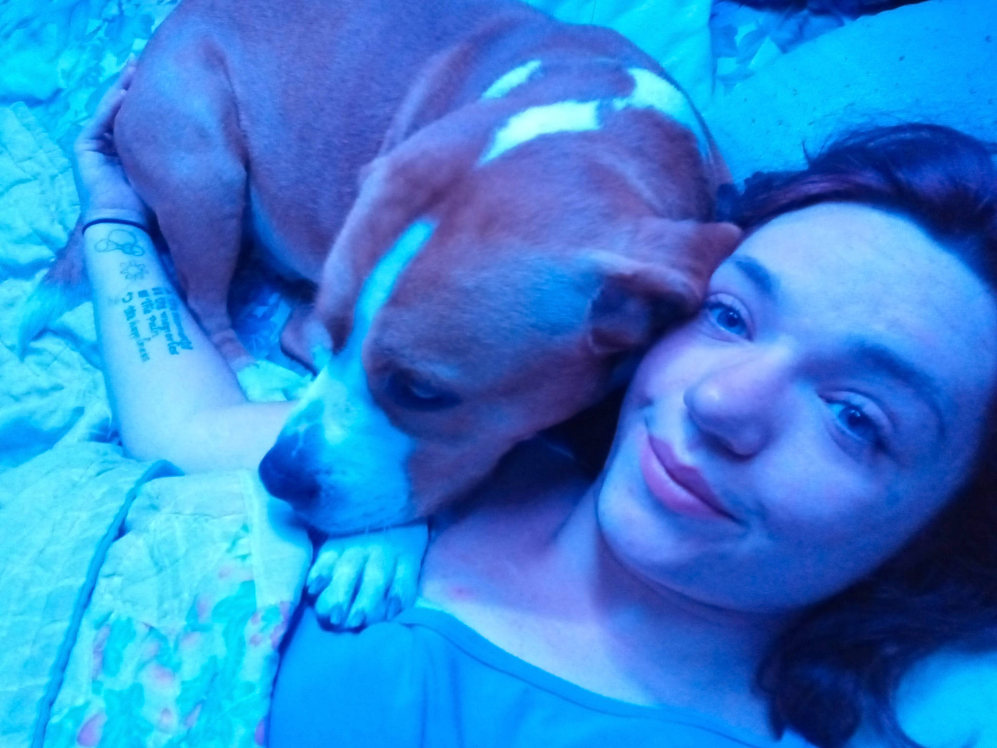 Moose is registered to the contest to win money with this photo: blue, canidae, carnivore, comfort, companion_dog, dog, dog_breed, ear, electric_blue, fawn, fun, fur, guard_dog, happy, puppy_love, smile, sporting_group, t_shirt, whiskers, working_animal