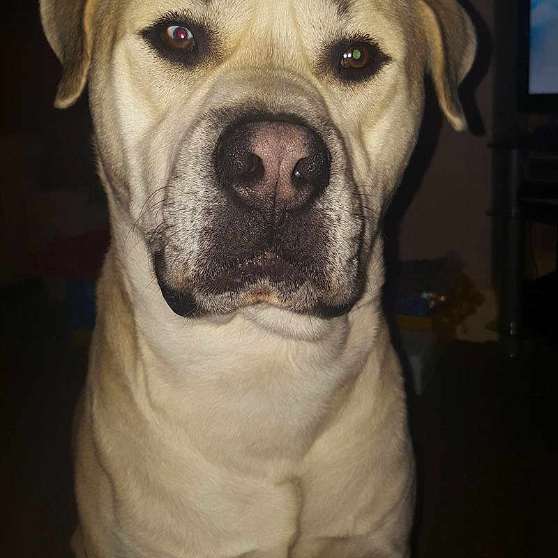 Zeus