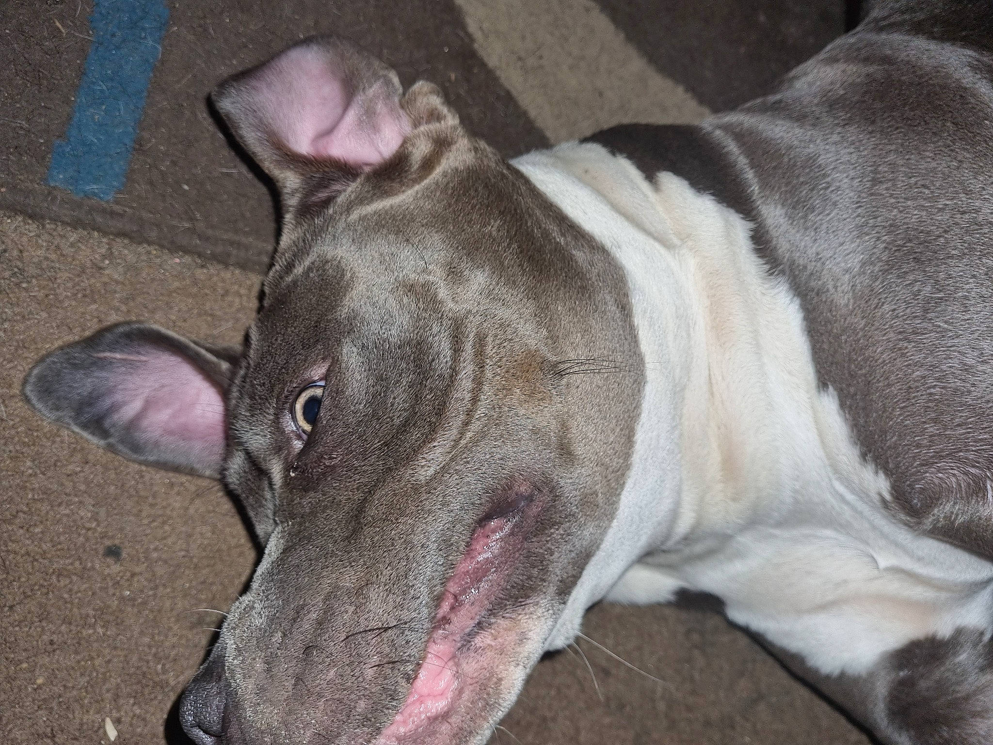 Lunar joined the competition — help win amazing prizes! bull_and_terrier, bull_terrier, canidae, carnivore, collar, companion_dog, dog, dog_breed, ear, fawn, guard_dog, jaw, non_sporting_group, rampur_greyhound, sighthound, snout, sporting_group, terrestrial_animal, whiskers, working_animal