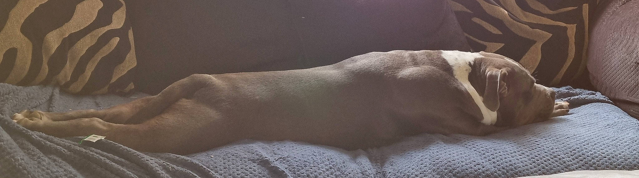 Lunar is registered to the contest to win money with this photo: barechested, barefoot, comfort, elbow, foot, fur, gesture, grey, human_body, human_leg, knee, landscape, leg, linens, nail, sky, toe, trunk, wood, wrist