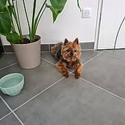 Focette a rejoint le concours — aidez-le/la à gagner de superbes lots ! dog, small_dog, indoor, tile_floor, potted_plant, green_plant, water_bowl, pet, curious, brown_dog, cozy, relaxed, animal, floor, plant_pot, domestic, companion, fur, ears, looking