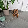 dog, small_dog, indoor, tile_floor, potted_plant, green_plant, water_bowl, pet, curious, brown_dog, cozy, relaxed, animal, floor, plant_pot, domestic, companion, fur, ears, looking