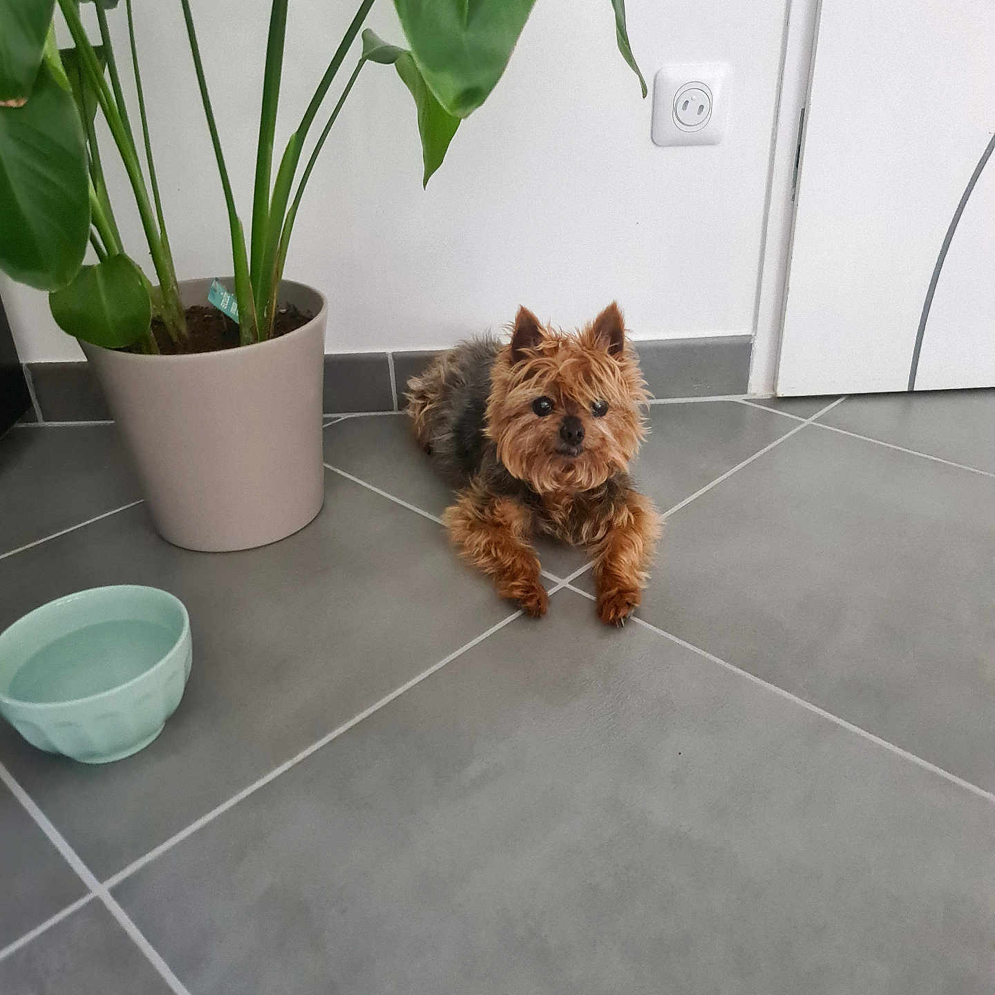 Focette a rejoint le concours — aidez-le/la à gagner de superbes lots ! animal, brown_dog, companion, cozy, curious, dog, domestic, ears, floor, fur, green_plant, indoor, looking, pet, plant_pot, potted_plant, relaxed, small_dog, tile_floor, water_bowl