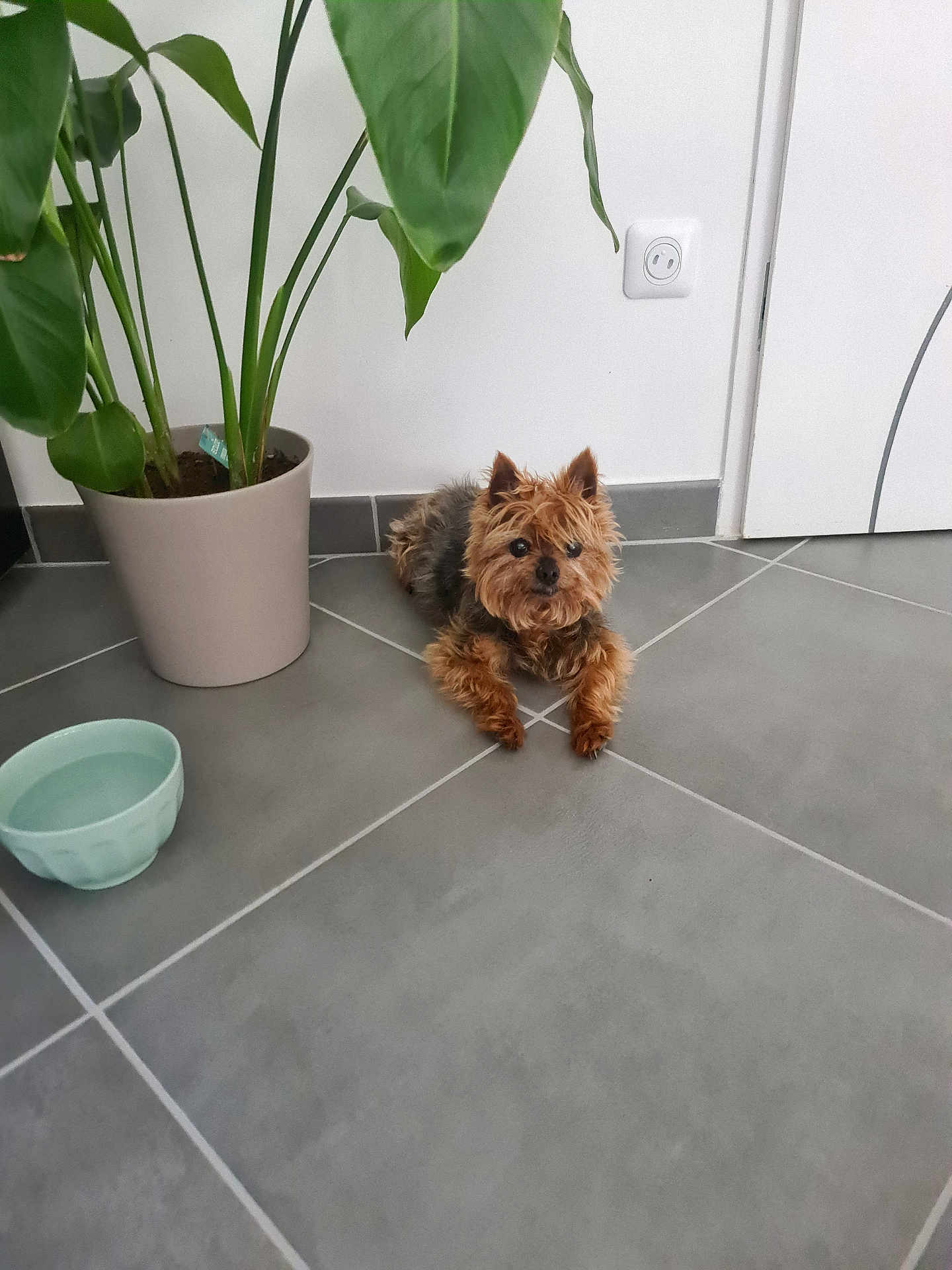 Focette a rejoint le concours — aidez-le/la à gagner de superbes lots ! dog, small_dog, indoor, tile_floor, potted_plant, green_plant, water_bowl, pet, curious, brown_dog, cozy, relaxed, animal, floor, plant_pot, domestic, companion, fur, ears, looking