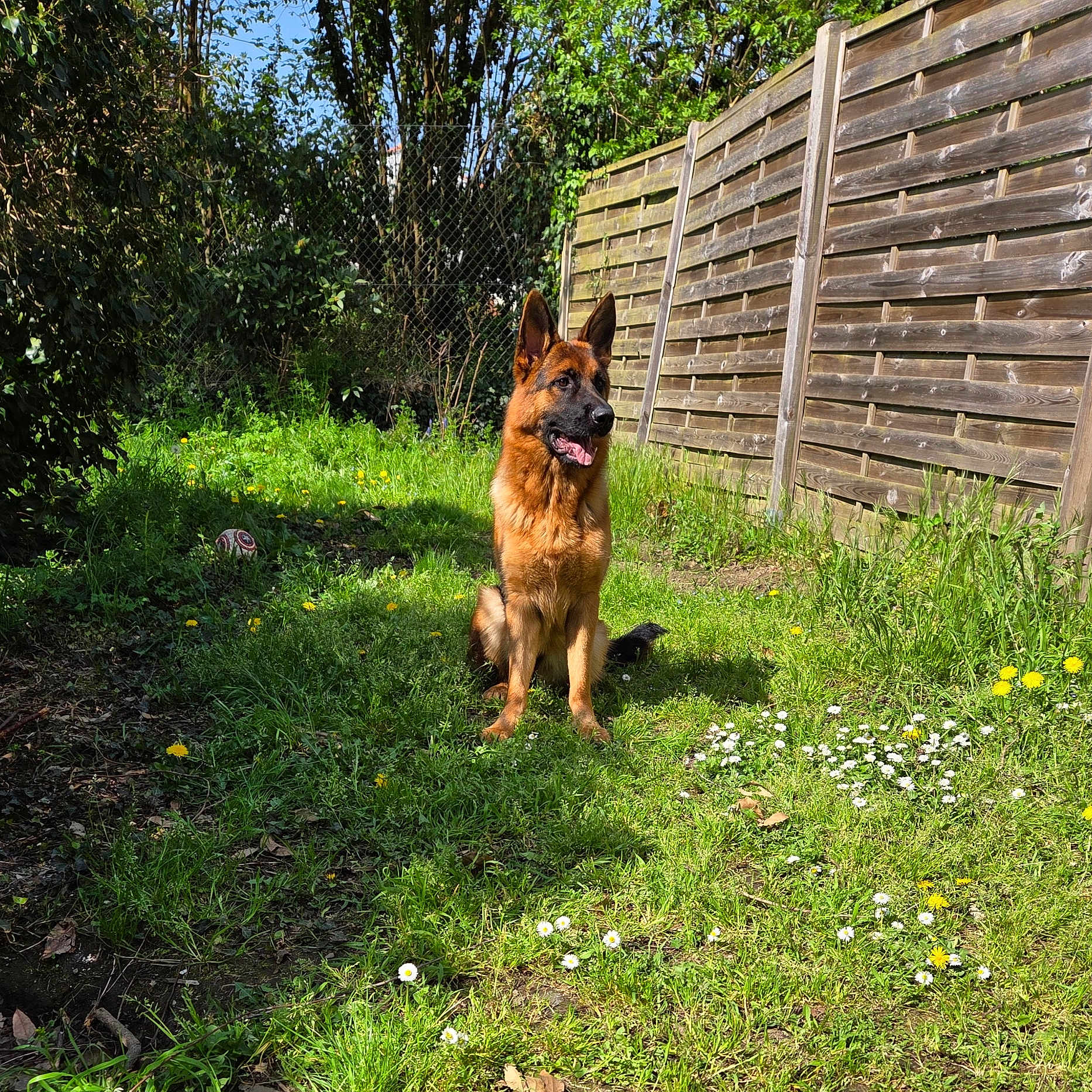 Violette a rejoint le concours — aidez-le/la à gagner de superbes lots ! animal, backyard, canine, dog, field, germanshepherd, grass, grassland, green, herbs, lawn, nature, outdoors, pet, plant, policedog, puppy, tree, wood, yard