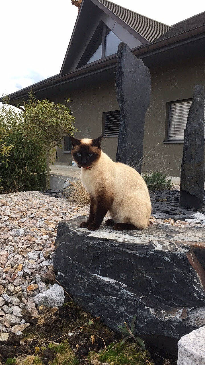 Bulle participe au concours pour gagner de l'argent avec cette photo : balinese, building, carnivore, cat, fawn, felidae, grass, house, plant, road_surface, siamese, sky, small_to_medium_sized_cats, snout, sunlight, tail, thai, tints_and_shades, whiskers, window