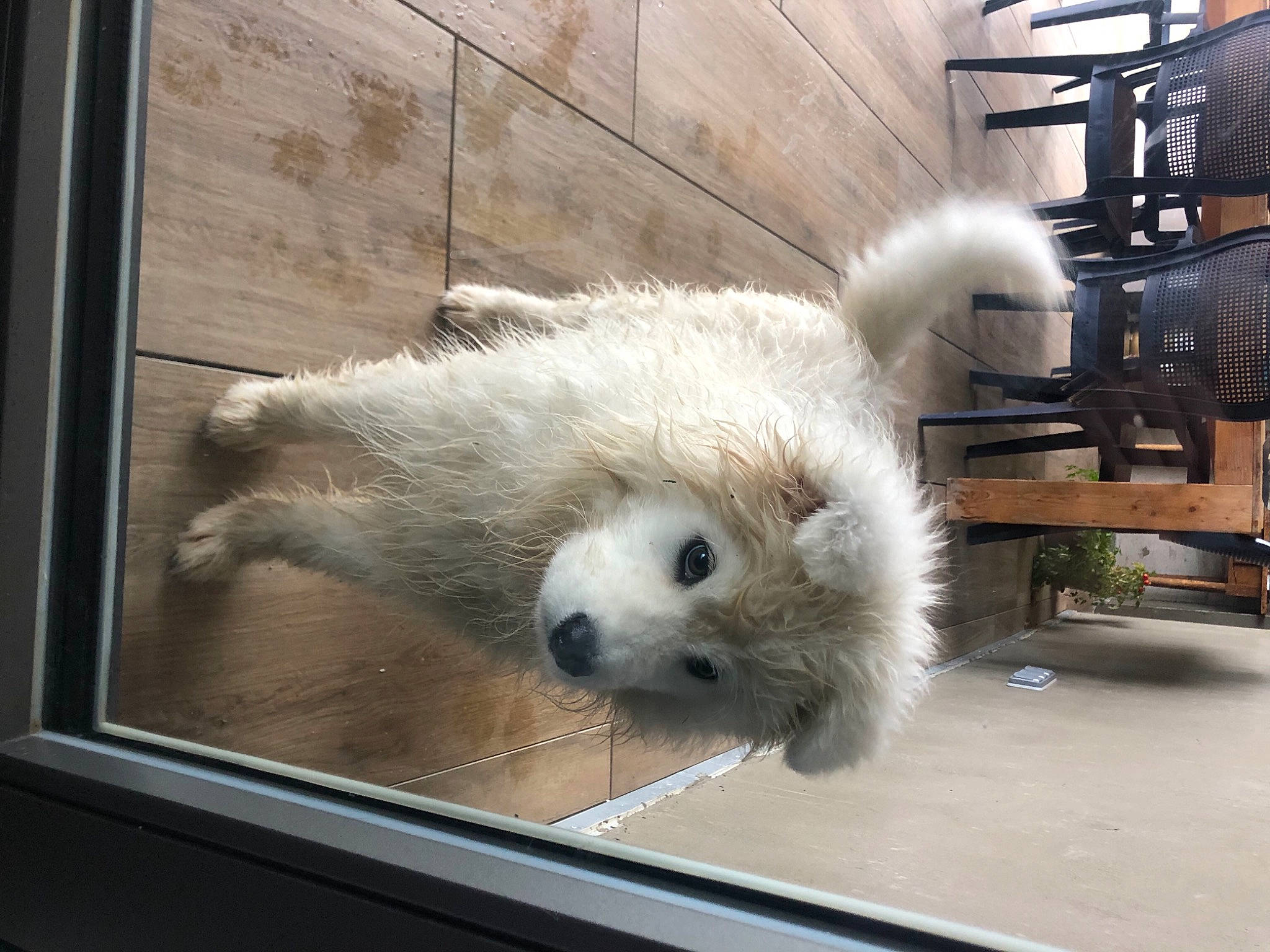 Rösti a rejoint le concours — aidez-le/la à gagner de superbes lots ! canidae, carnivore, companion_dog, fawn, flooring, fur, gas, glass, metal, picture_frame, snout, terrestrial_animal, tire, whiskers, window, wood