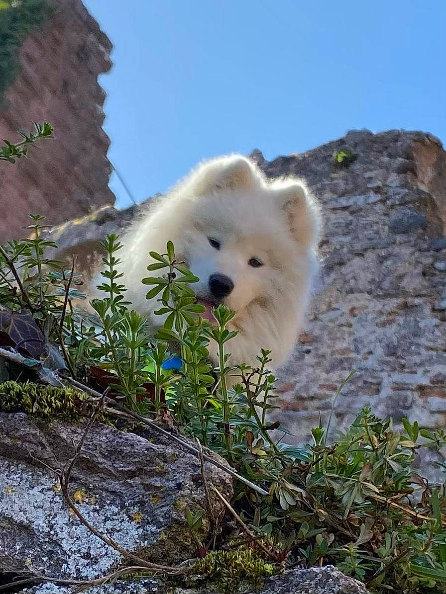 Rösti participe au concours pour gagner de l'argent avec cette photo : arctic_fox, canidae, carnivore, companion_dog, dog, dog_breed, fur, glacial_landform, ice_cap, plant, polar_ice_cap, sky, snout, snow, sporting_group, terrestrial_animal, twig, volpino_italiano, wildlife, winter