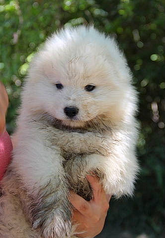 Rösti participe au concours pour gagner de l'argent avec cette photo : ancient_dog_breeds, canidae, carnivore, companion_dog, dog, dog_breed, fawn, fur, maltepoo, non_sporting_group, puppy, snout, sporting_group, toy_dog, tree, working_animal