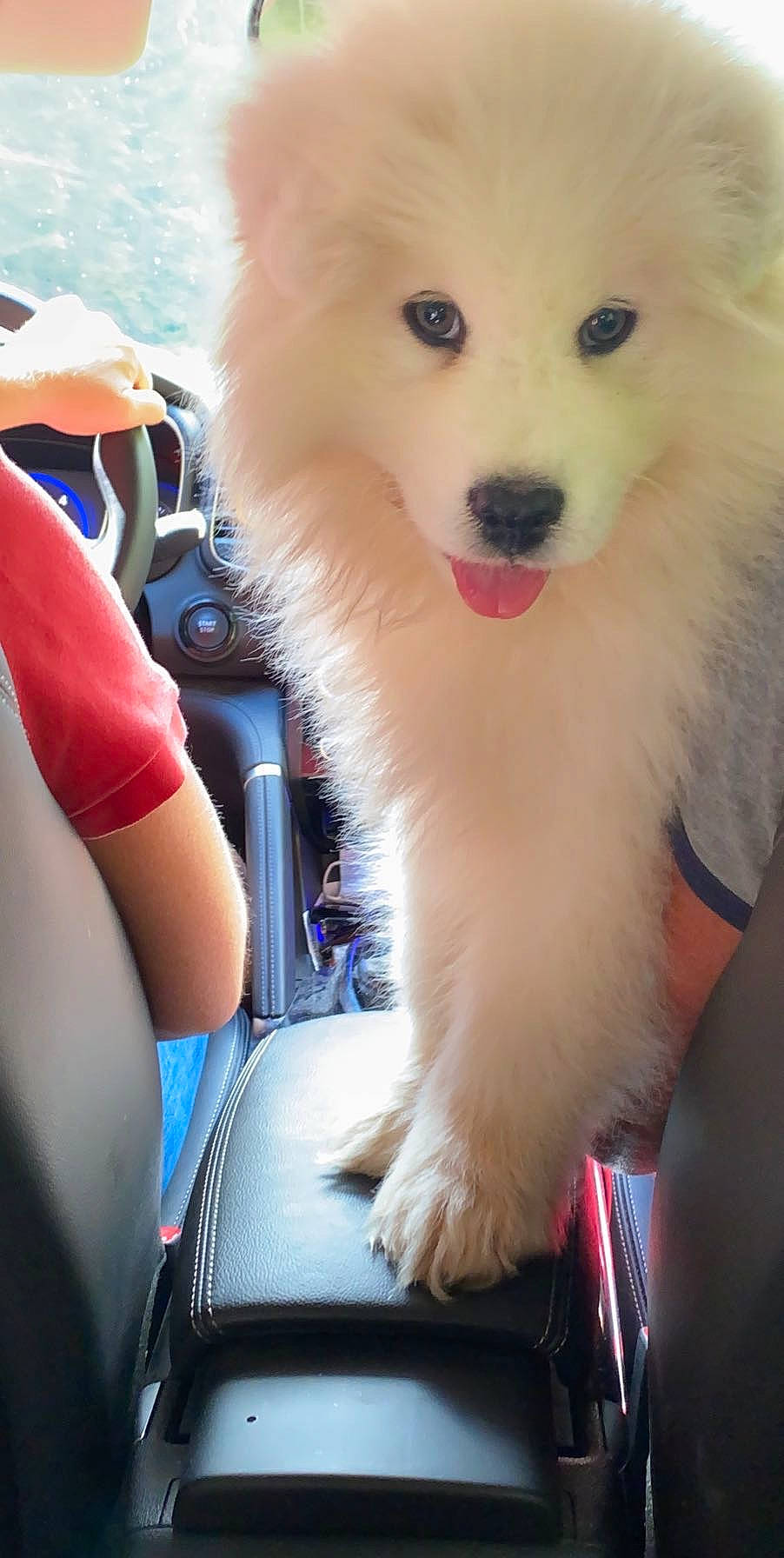 Rösti participe au concours pour gagner de l'argent avec cette photo : american_eskimo_dog, canidae, carnivore, companion_dog, dog, dog_breed, dog_supply, electric_blue, fawn, fur, german_spitz, german_spitz_klein, indian_spitz, jaw, samoyed, snout, spitz, sporting_group, volpino_italiano, working_animal