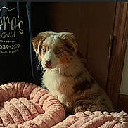 Petey joined the competition — help win amazing prizes! dog, puppy, blue_eyes, fluffy, pet_beds, pink, plush, indoor, wooden_door, cozy, pet, animal, cute, sitting, fur, brown, white, light, shadow, home