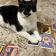 Nola joined the competition — help win amazing prizes! cat, black_and_white, tarot_cards, carpet, indoor, pet, feline, curious, laying_down, playing_cards, mystical, animal, domestic_cat, looking_at_camera, paws, floor, patterned, cute, relaxed, closeup