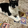 cat, black_and_white, tarot_cards, carpet, indoor, pet, feline, curious, laying_down, playing_cards, mystical, animal, domestic_cat, looking_at_camera, paws, floor, patterned, cute, relaxed, closeup