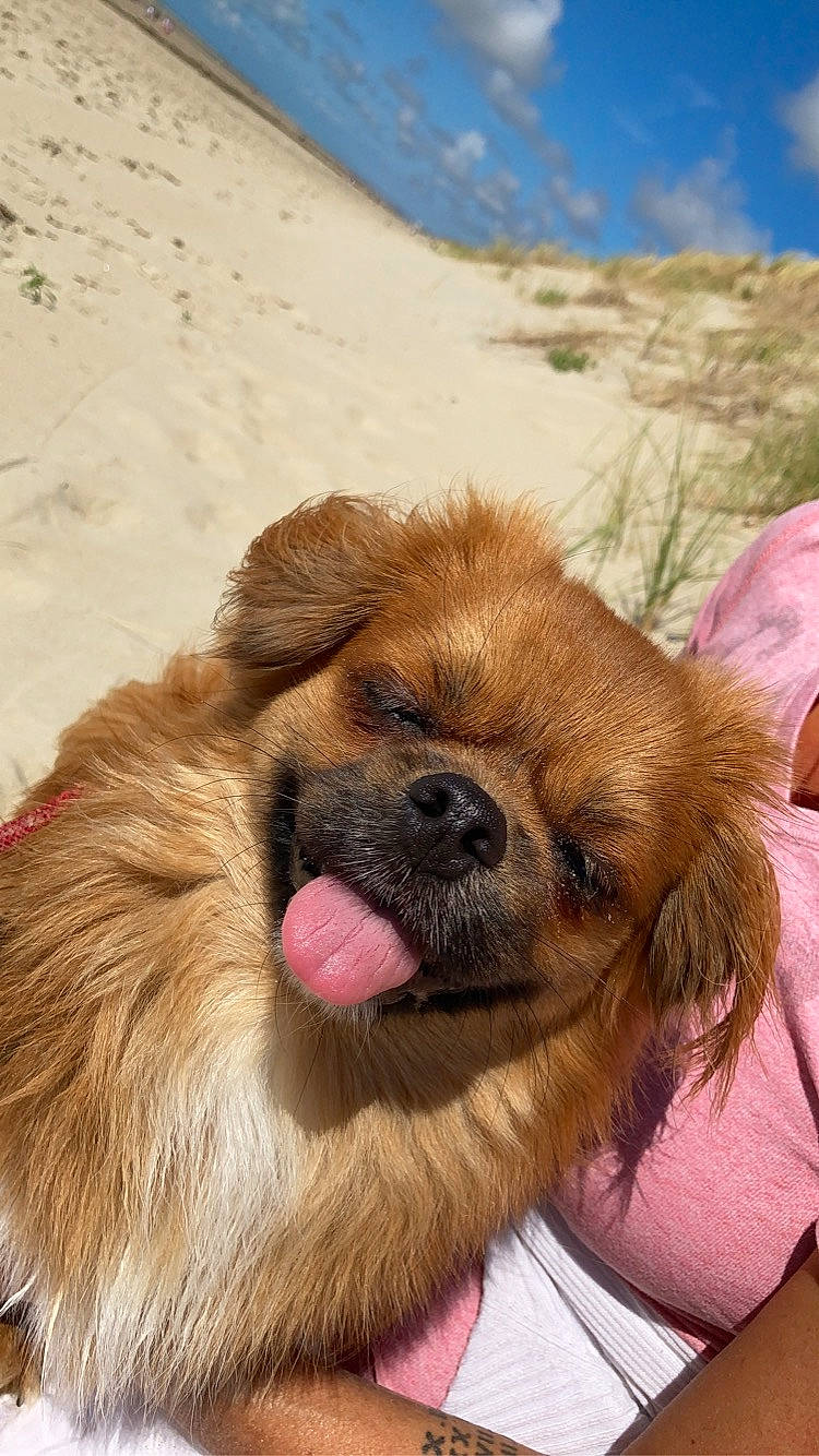 Oscar a rejoint le concours — aidez-le/la à gagner de superbes lots ! canidae, carnivore, chinese_imperial_dog, companion_dog, dog, dog_breed, fawn, mammal, pekingese, puppy, snout, sporting_group, tibetan_spaniel, toy_dog, vertebrate